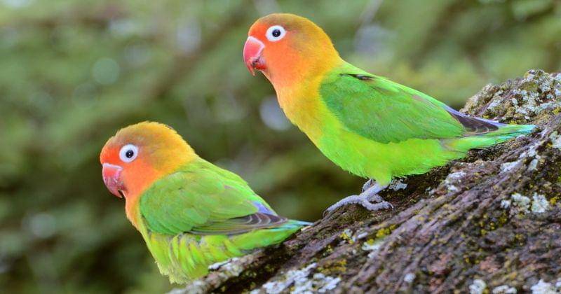 dailywildlifephoto.nathab.com